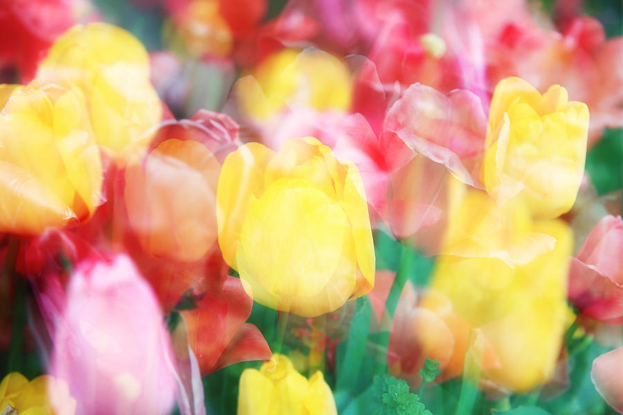 Tulip Photograph - Bright Dreams in the Tulips by Toni Hopper