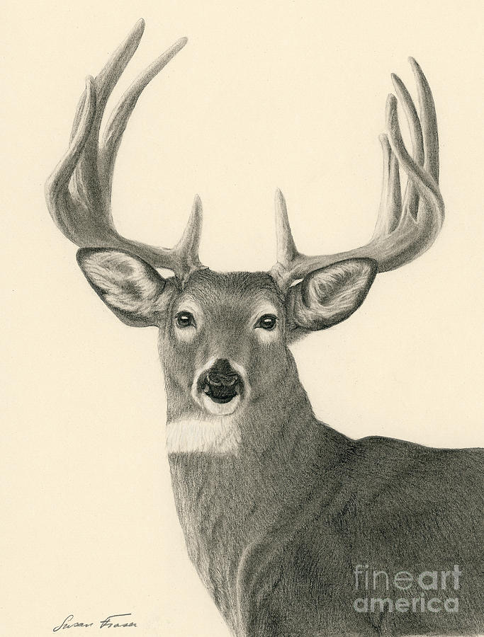 Bright Eyed Buck Drawing by Susan Fraser SCA B Sc - Fine Art America