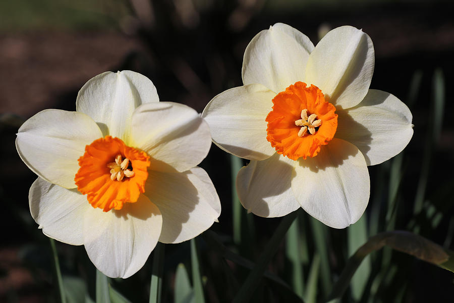 Bright Eyed Daffodils Photograph by Tammy Pool