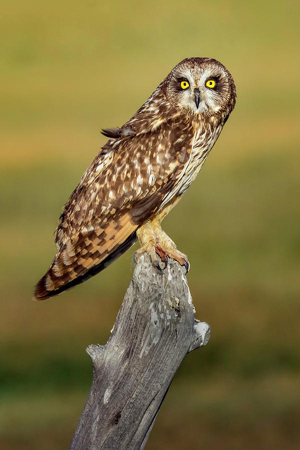 Bright-eyed Owl Photograph by Michael Ash