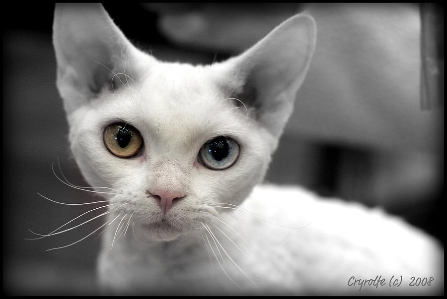 Cat Photograph - Bright Eyes by Crystal Rolfe