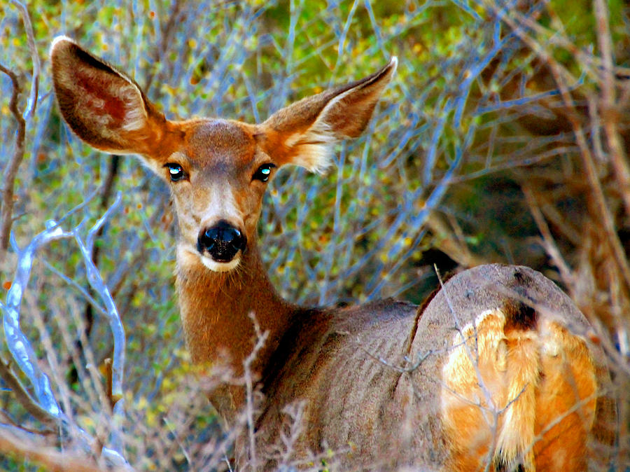 Bright eyes Mule Deer Photograph by David Lee Thompson