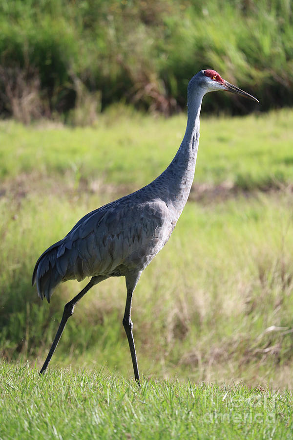 Bright Eyes Sandhill Crane Photograph by Carol Groenen