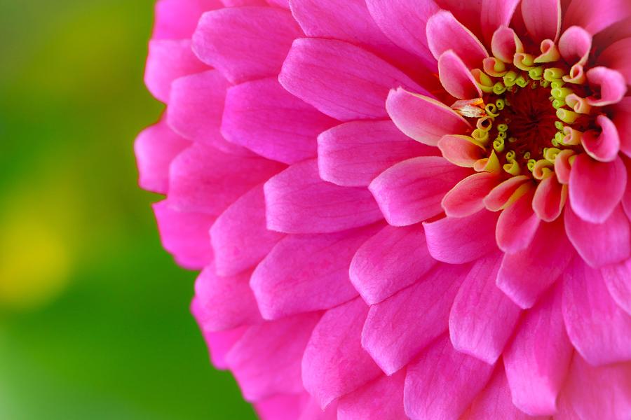 Bright Face Floral Photograph