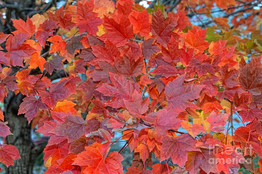 Bright fall colors Photograph by Igor Aleynikov - Fine Art America