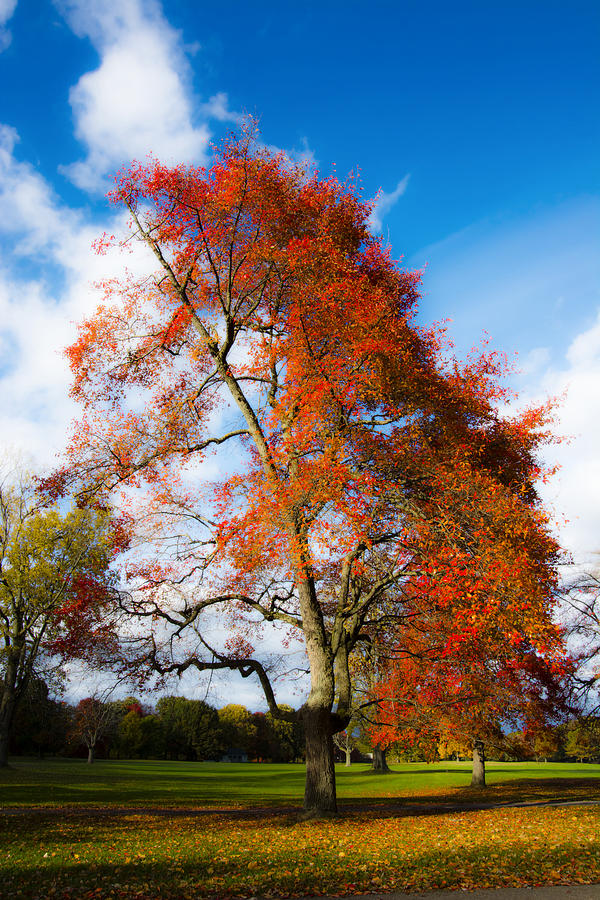 Tree Photograph - Bright Fall Colors by Tracy Winter