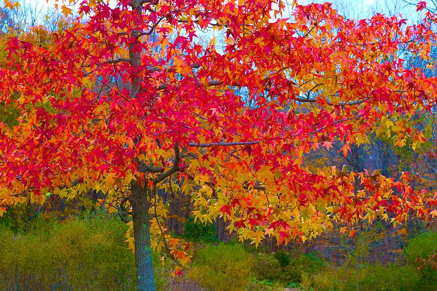 Bright Fall Maple Photograph by Polly Castor