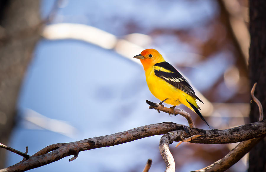 Bright Feathered Beauty - Western Tanager - Casper Mountain - Casper Wyoming Photograph by Diane Mintle