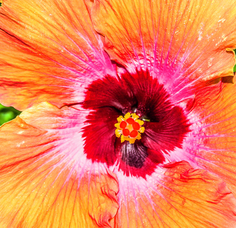 Bright Fire Flower Photograph by WAZgriffin Digital