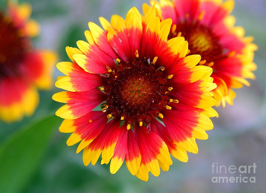 Bright Floral Day Photograph by Clayton Bruster