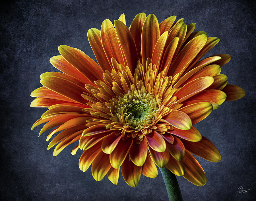 Bright Gerbera Photograph by Endre Balogh