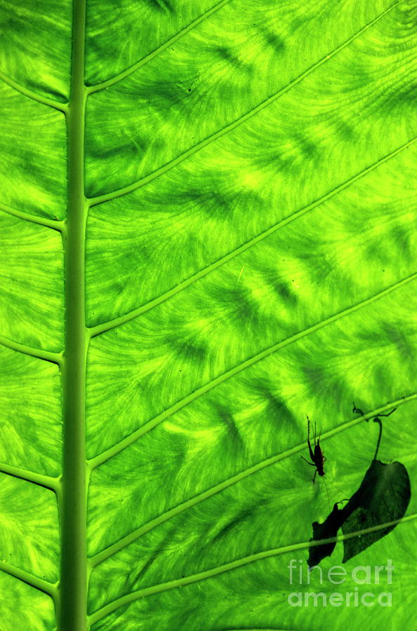 Animal Photograph - Bright green leave with an insect crawling over its surface by Sami Sarkis