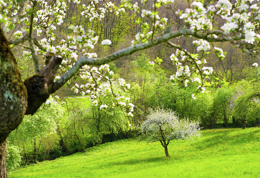 Bright green spring meadow with blooming trees Photograph by Matthias Hauser
