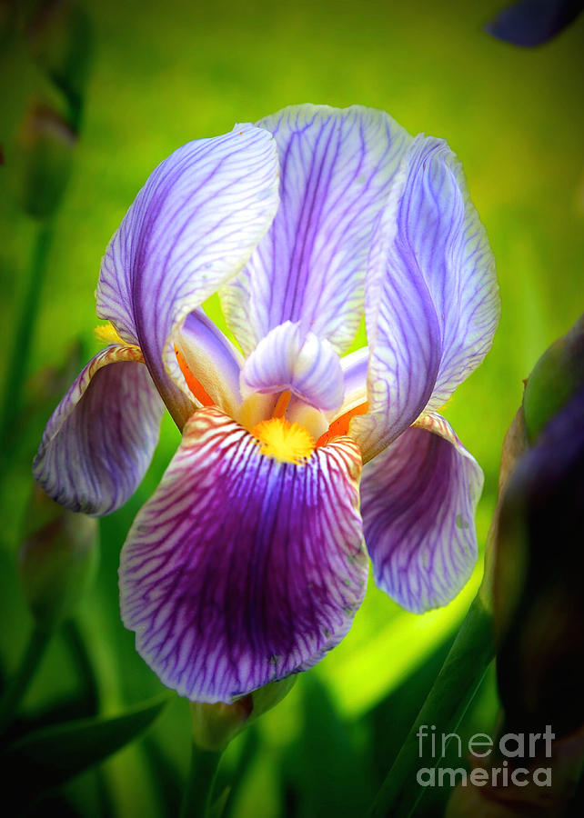 Iris Photograph - Bright Iris by Carol Groenen