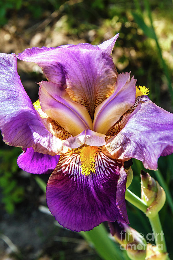 Bright Iris Photograph by Robert Bales