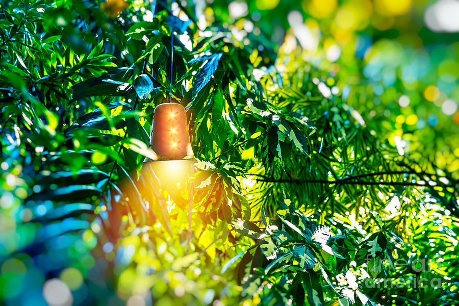Bright lantern among green foliage Photograph by Anna Om