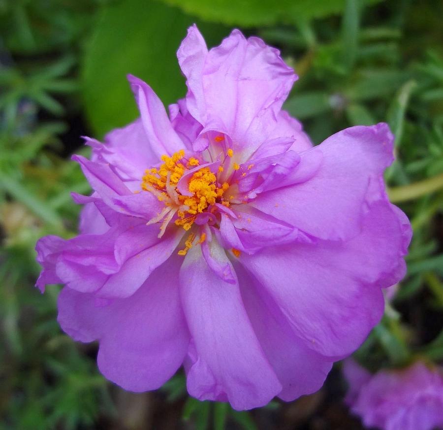 Bright Lavender Portulaca Photograph by Sarah Malley - Fine Art America