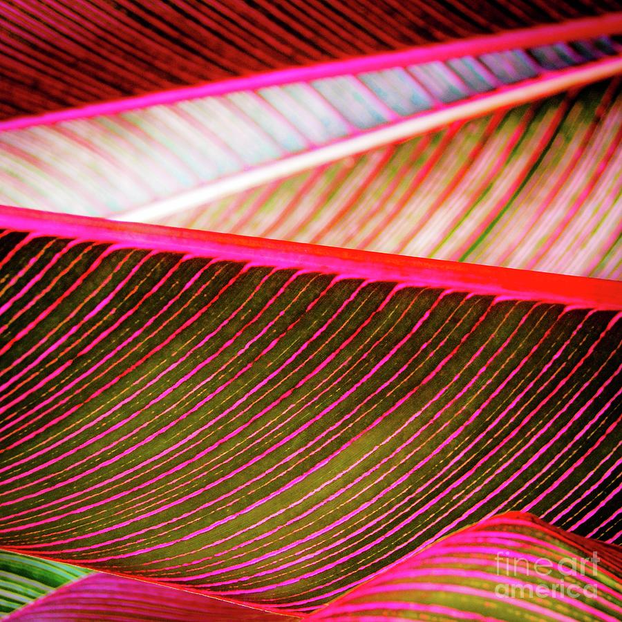Abstract Photograph - Tropic Leaves #4 by D Davila