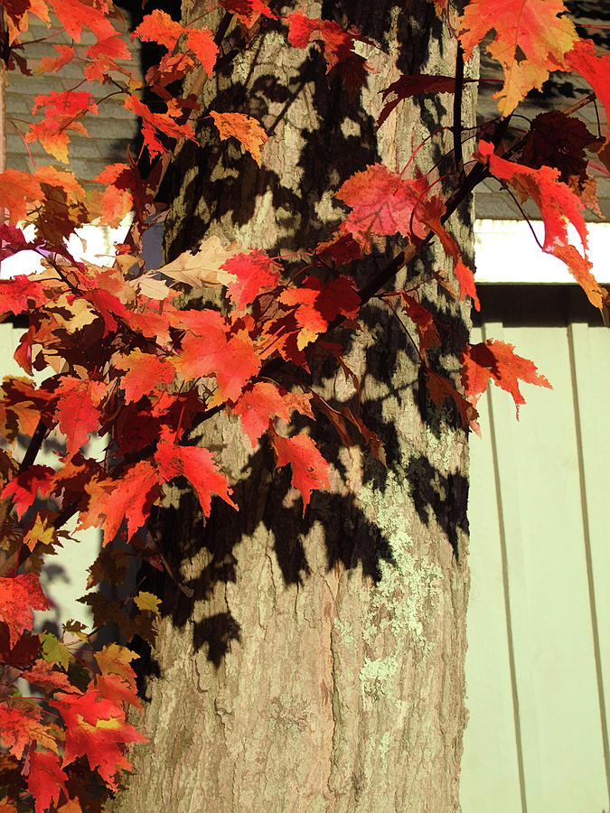 Bright Leaves, Deep Shadows Photograph by Susan Lafleur