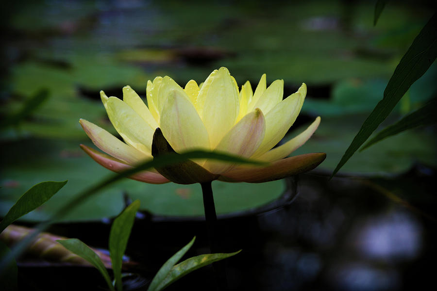 Bright Lemon Water Lily Photograph by Bonnie Follett