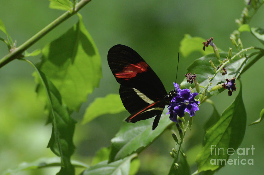 Bright Look at a Common Postman Butterfly on a Plant Photograph by DejaVu Designs