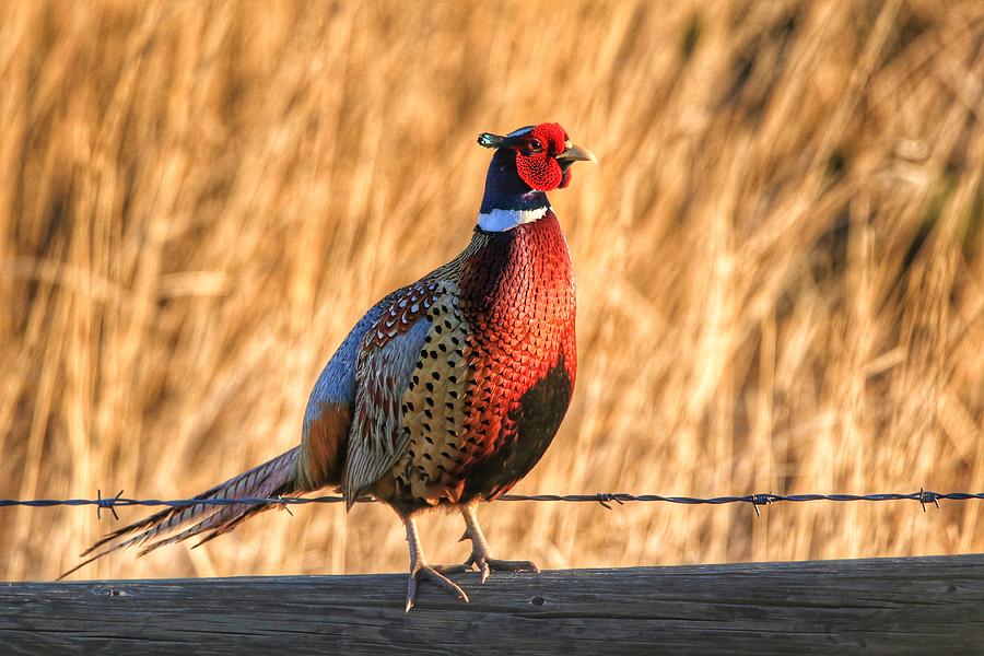 Bright morning Pheasant Photograph by Lynn Hopwood
