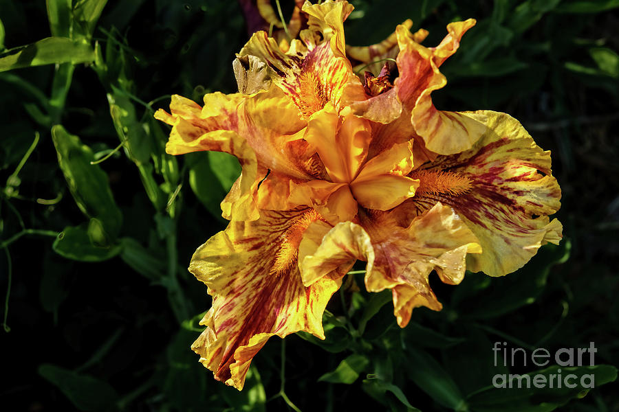 Bright Multi Colored Iris Photograph by Robert Bales