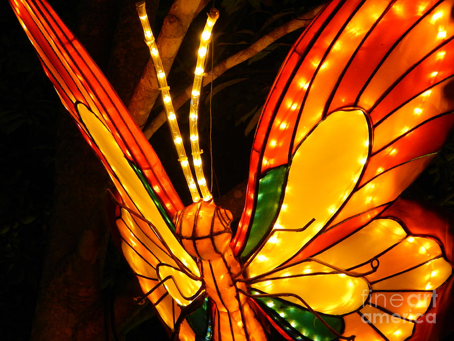 Bright Orange Butterfly Lantern Photograph by Amy Dundon