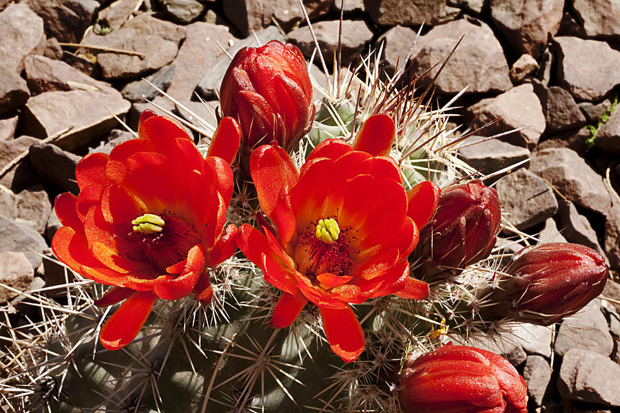 Bright Orange Cactus Blossoms Photograph by Phyllis Denton