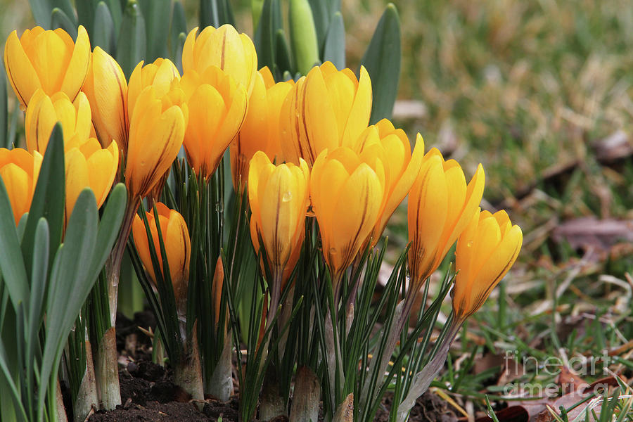 Bright Orange Crocus Photograph by Judy Whitton