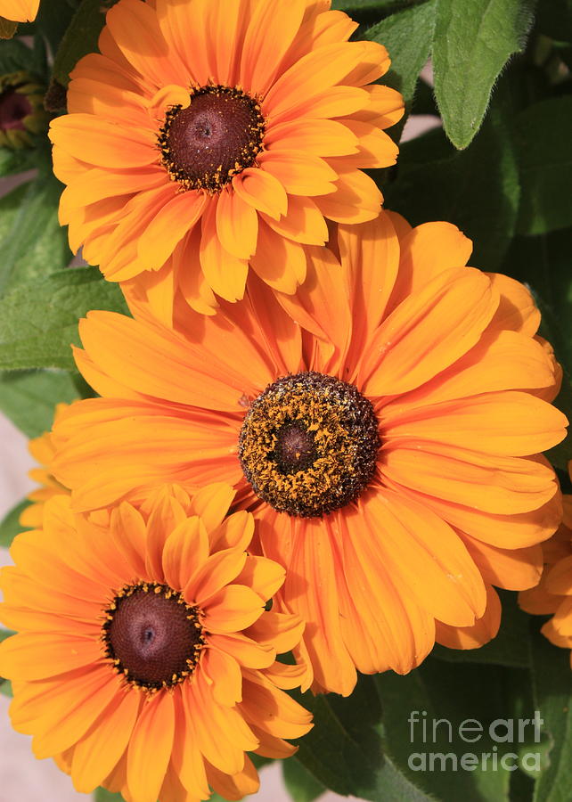 Bright Orange Flowers  Photograph by Carol Groenen