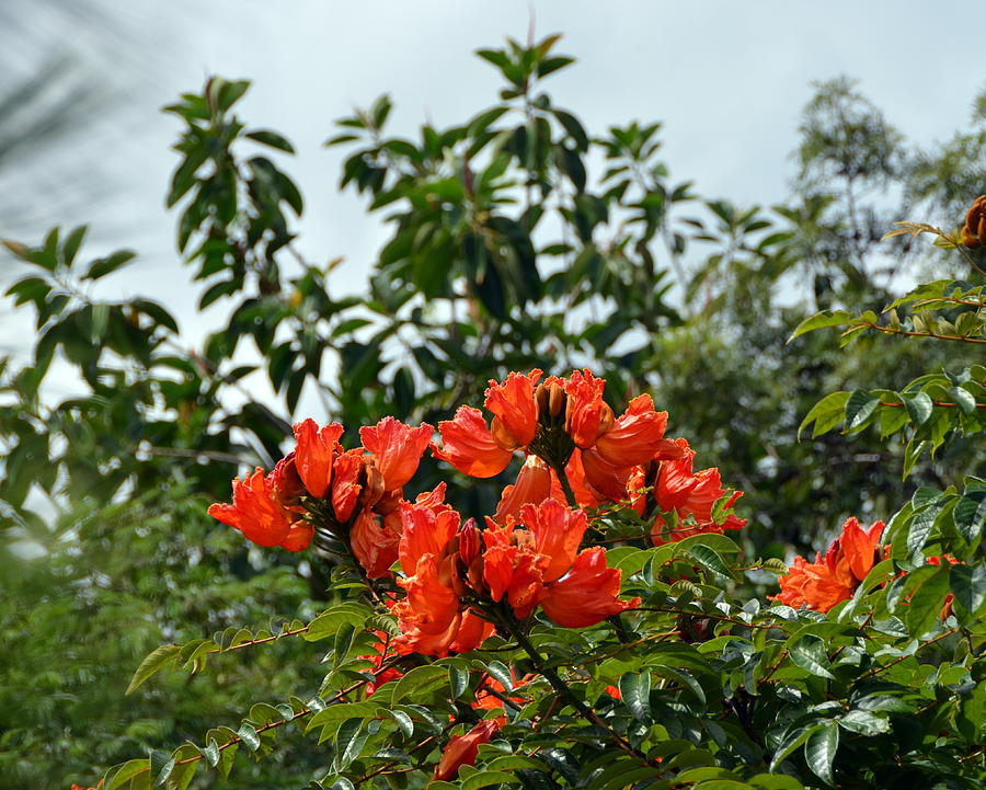 Bright Orange Honduran Flowering Tree Photograph by Carla Parris