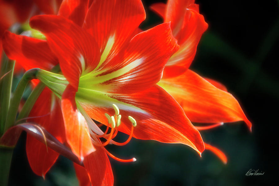 Bright Orange Lilies Photograph by Diana Haronis