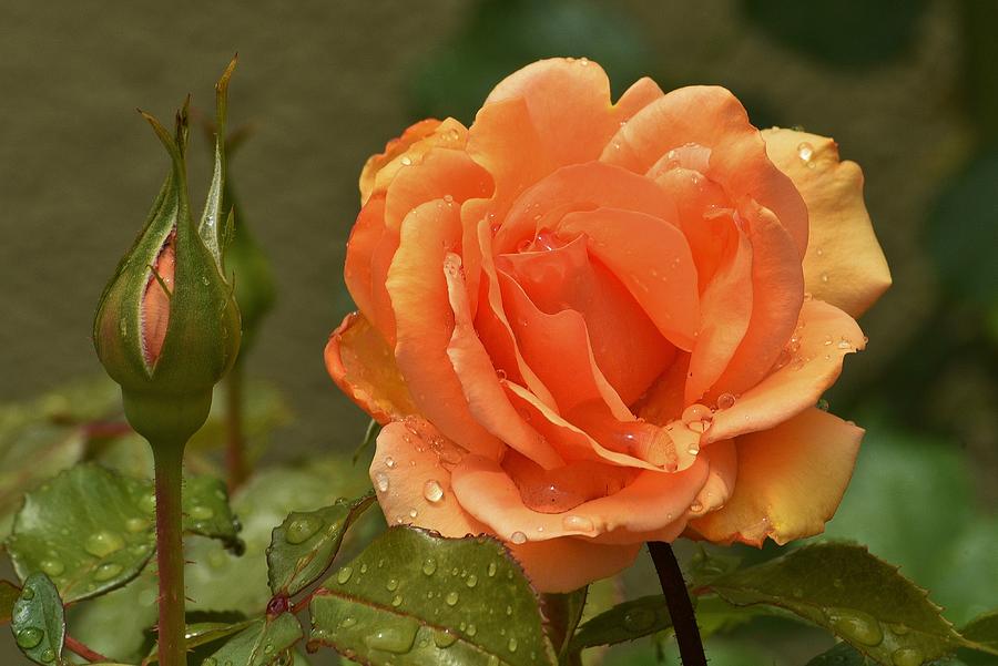 Rose Photograph - Bright Orange Rose and Bud by Linda Brody