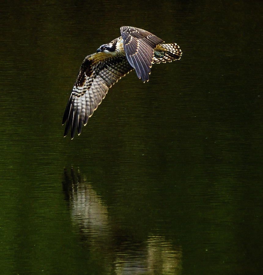 Bright Osprey Photograph by Jerry Cahill
