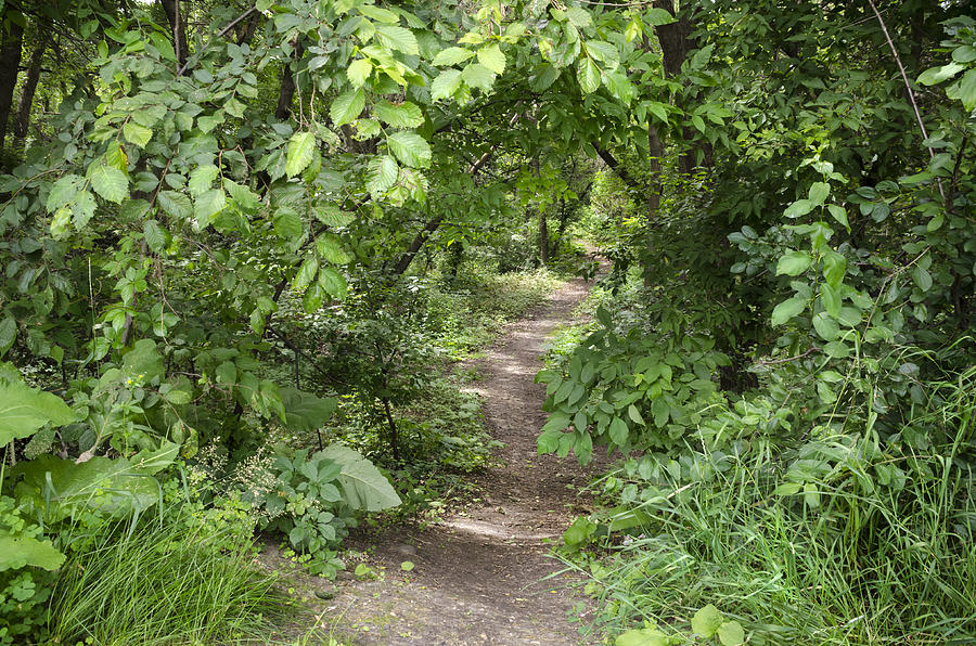 Bright Path in Leafy Forest Photograph by Lynn Hansen