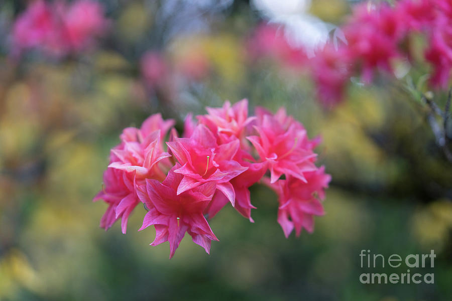 Bright Pink Azaleas Cluster Photograph by Mike Reid