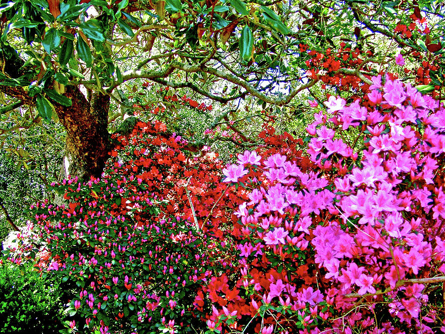 Bright Pink Azaleas in Bellingrath Gardens in Mobile, Alabama Photograph by Ruth Hager