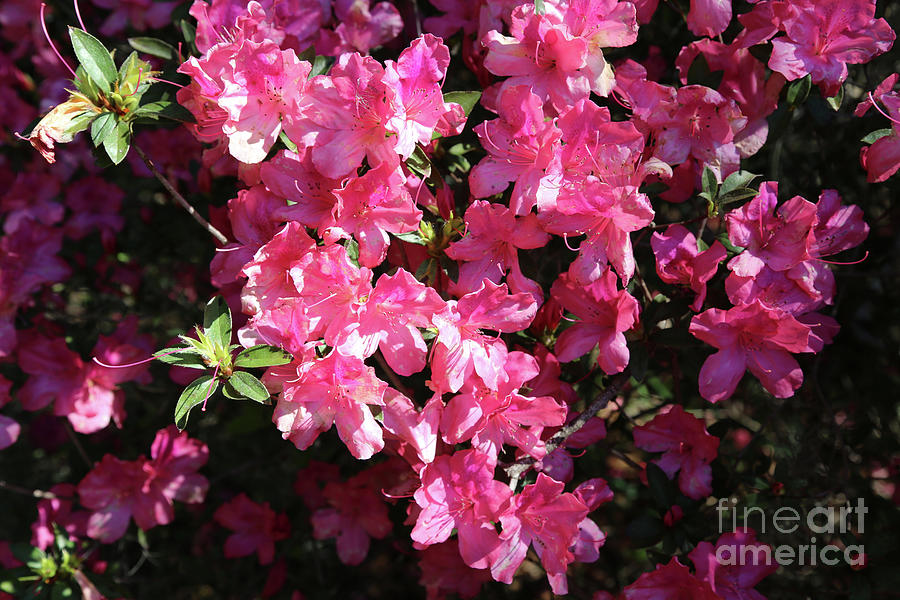 Bright Pink Azaleas in Sunshine Photograph by Carol Groenen