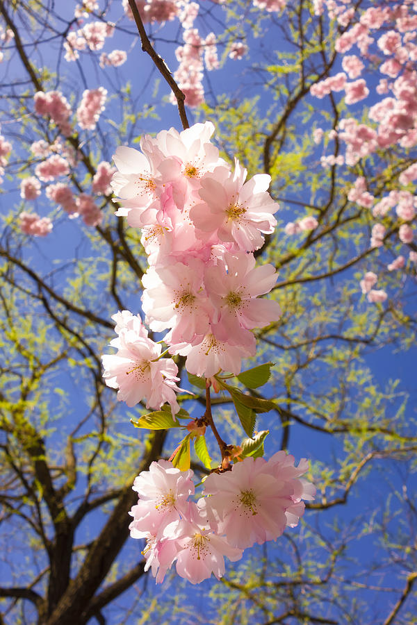 Bright pink blossoms in spring Photograph by Matthias Hauser