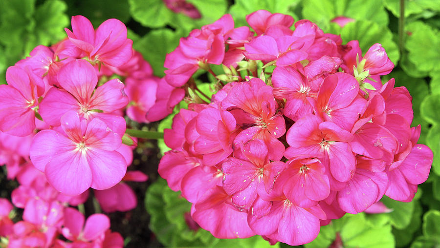 Flower Photograph - Bright Pink Geraniums by Ellen Tully
