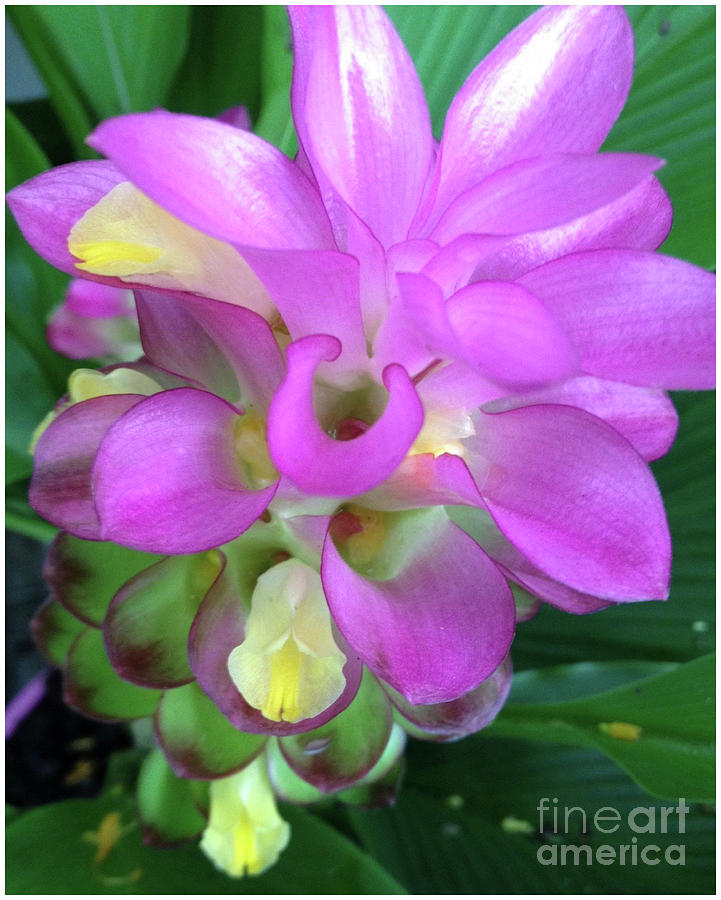 Bright Pink Ginger flower Photograph by By Divine Light