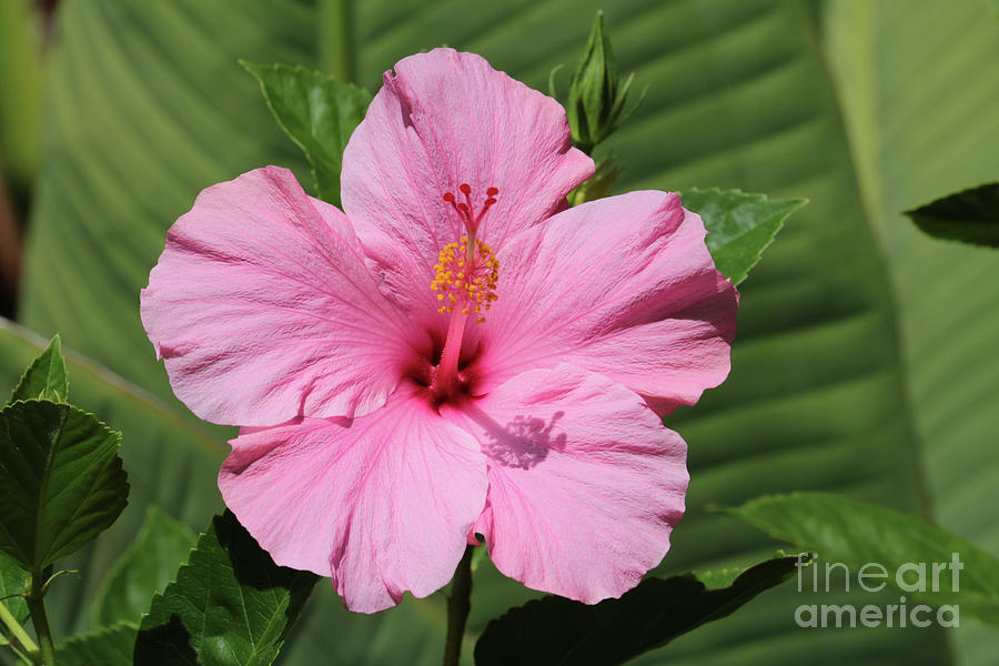 Bright Pink Hibiscus Photograph by Carol Groenen