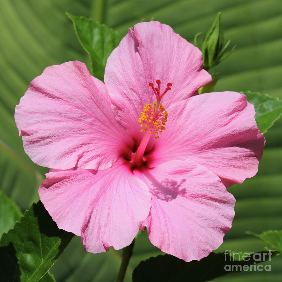 Bright Pink Hibiscus Square Photograph by Carol Groenen
