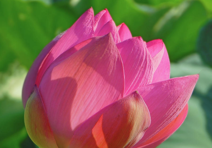 Bright Pink Lotus Photograph by Emmy Marie Vickers