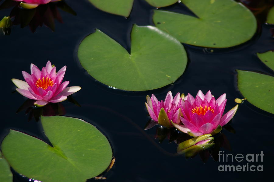 Bright Pink Lotus Waterlilies Photograph by Jackie Irwin