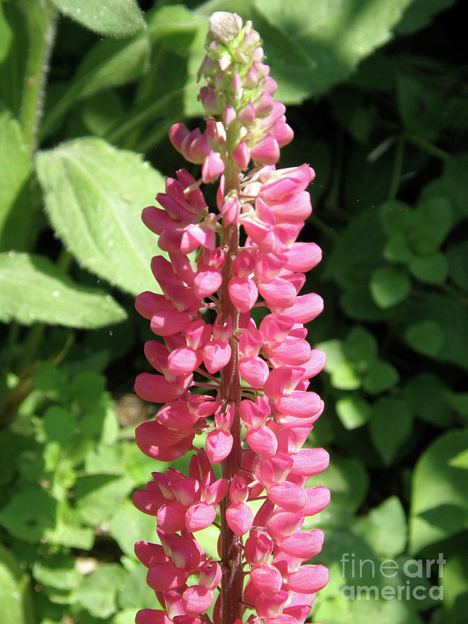 Bright Pink Lupin Flower Stalk in Bloom Photograph by DejaVu Designs