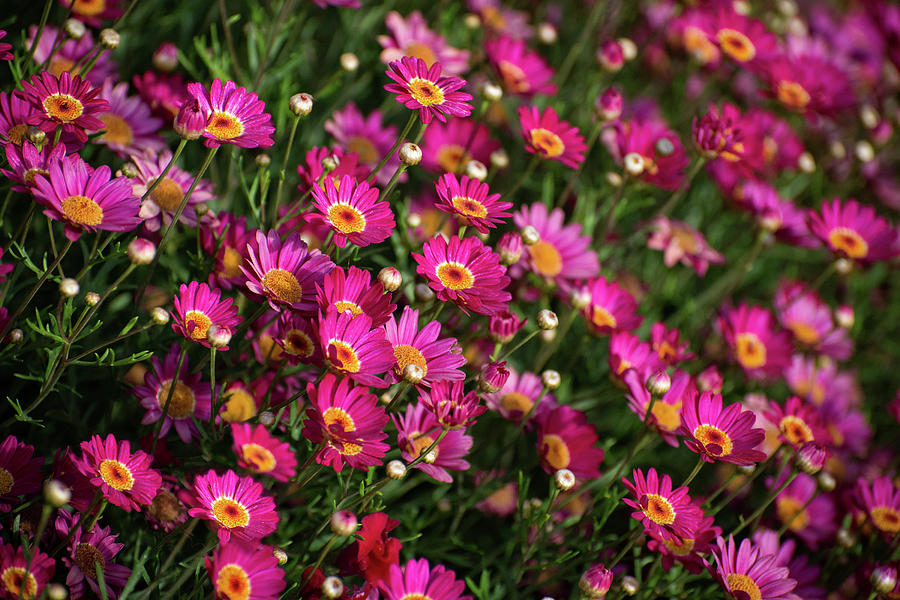 Bright Pink Marguerite Daisies Photograph by Lynn Bauer