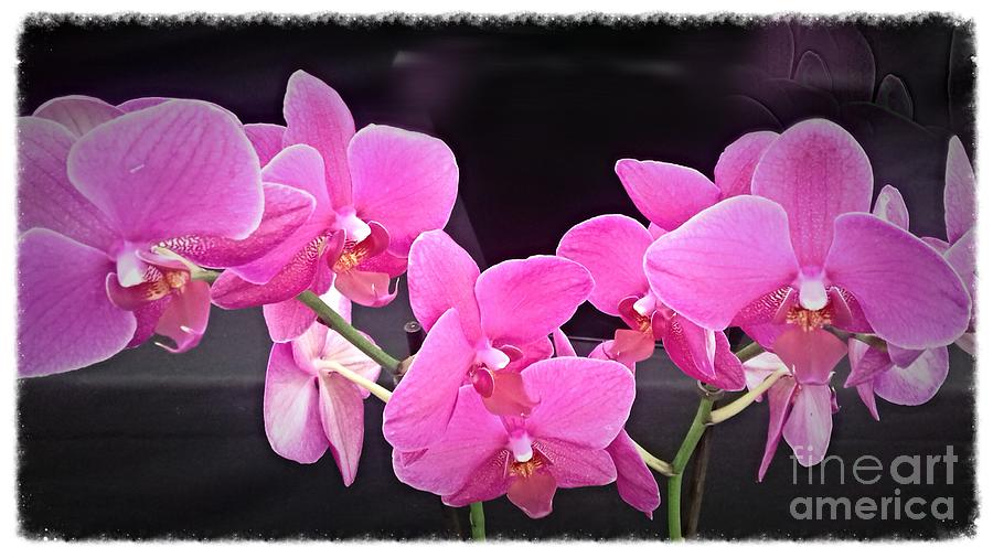 Bright Pink Orchids Photograph by Joan-Violet Stretch