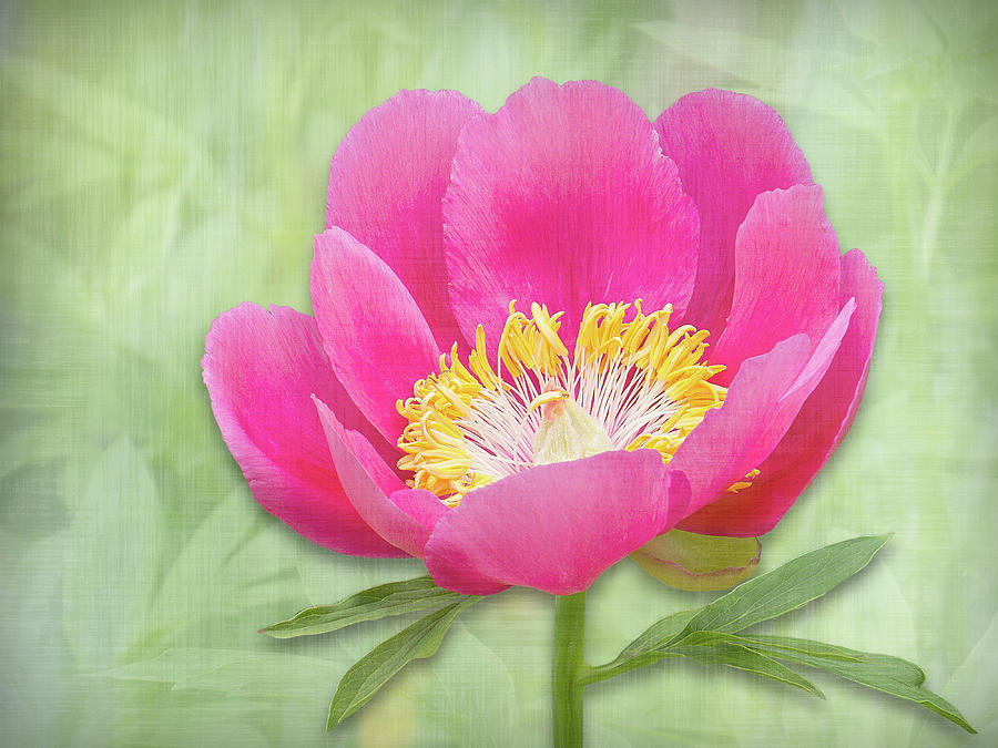 Spring Photograph - Bright Pink Peony Bloom by Patti Deters